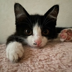 生後4ヶ月のメスのハチワレ猫です🐈