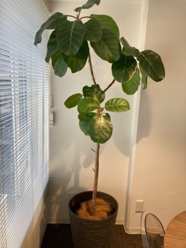 アフリカンプリンス　観葉植物