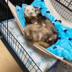 フェレット飼ってる方お友達になりたいです