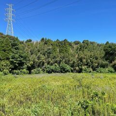 刺身で食べられるタケノコ畑！広々1.1ヘクタール - 宇城市