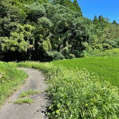 刺身で食べられるタケノコ畑！広々1.1ヘクタール − 熊本県