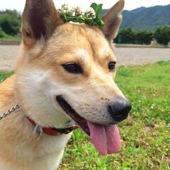 保健所からレスキュー♂せいちゃん☆天真爛漫です