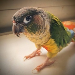 ウロコインコ　インコ　鳥