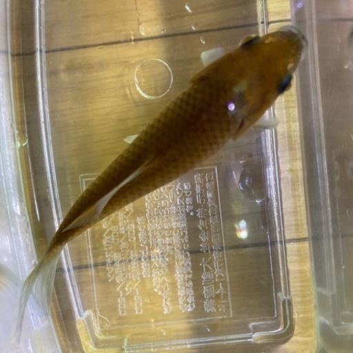 杭田鮒金　12cm±