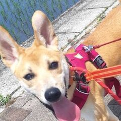 保健所からレスキュー犬♂響(ひびき)