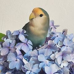 インコ迷子