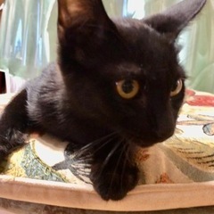 人気の黒猫ちゃんの里親さん募集