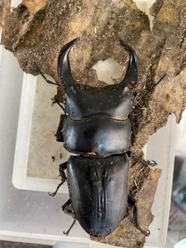 ホペイ　オオクワガタ　オス単品③