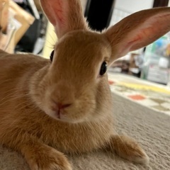 生後4ヵ月うさぎです。
