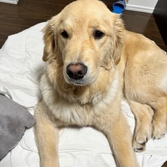 ゴールデン　アメコカ　同時募集 - 犬