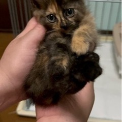 【1週間トライアル決定】順番待ち希望の方のみ問い合わせOK
