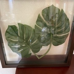 モンステラ　壁掛けの画像