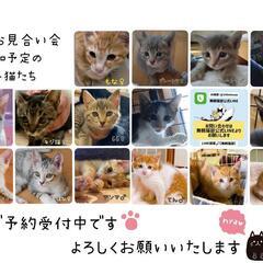 子猫のお見合い会(舞鶴市) - 舞鶴市