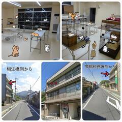 子猫のお見合い会(舞鶴市) - その他