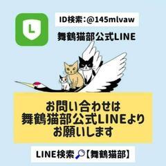 子猫のお見合い会(舞鶴市) − 京都府