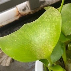 ホテイソウ差し上げますの画像