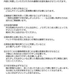 子猫のお見合い会(舞鶴市) - イベント