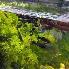 【土日・手渡し限定】1匹50円(値下げしました)から　ブラックモーリーの画像