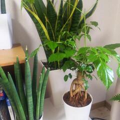 観葉植物友達(*^-^*)∨