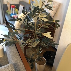 オリーブ　フェイクグリーン