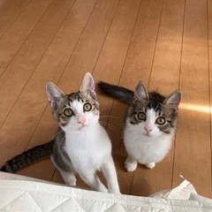 ペアで♪3ヶ月くらいのキジ白兄妹