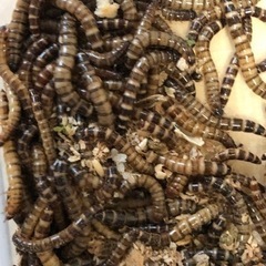 ★ジャイアントミルワーム500匹800円