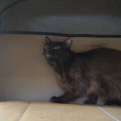 ロングヘアの黒猫ちゃんです！