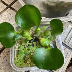 姫ホテイアオイ 浮草3種類