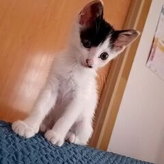 家族になってくれる方を探しています