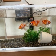 元気なオスの金魚3匹☆　水槽・ポンプ等フルセット！すぐに飼えます^_^