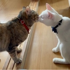 【お話中】ずっと一緒にいた姉妹