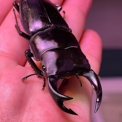 国産オオクワガタ　1ペア