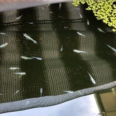 みゆきメダカ　10匹