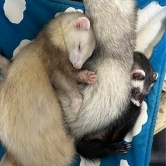 マーシャルフェレット3匹