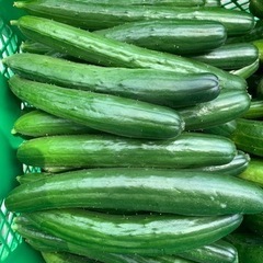 【訳あり品も販売】朝採れ！美味しいきゅうり