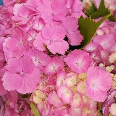 紫陽花を探しています