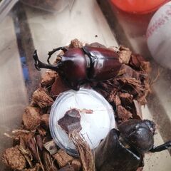 国産カブトムシ　レッドボディピンクアイの幼虫5匹　