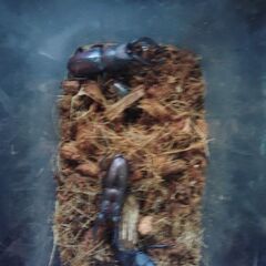 ノコギリクワガタ・ラスト