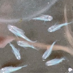 ミユキダルマメダカ🌸🐟