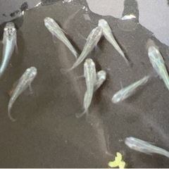 緑光半ダルマメダカ🌸🐟