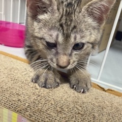 生後3ヶ月　キジトラ子猫　オス