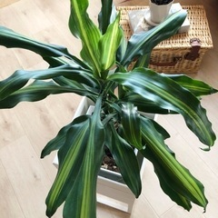 ドラセナ　ジェレ　観葉植物の画像