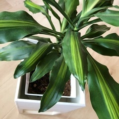ドラセナ　ジェレ　観葉植物の画像