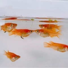 紅帝ダルマメダカ🌸🐟