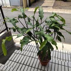観葉植物月下美人
