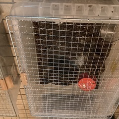 うずら