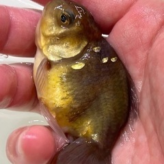 かわいい　変わりオランダ獅子頭　金魚　渋い魚　