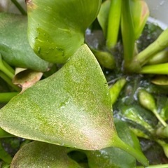 ホテイソウ差し上げます2の画像