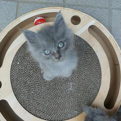 子猫里親募集中！④