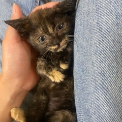 元気いっぱいサバトラの子猫ちゃんです！